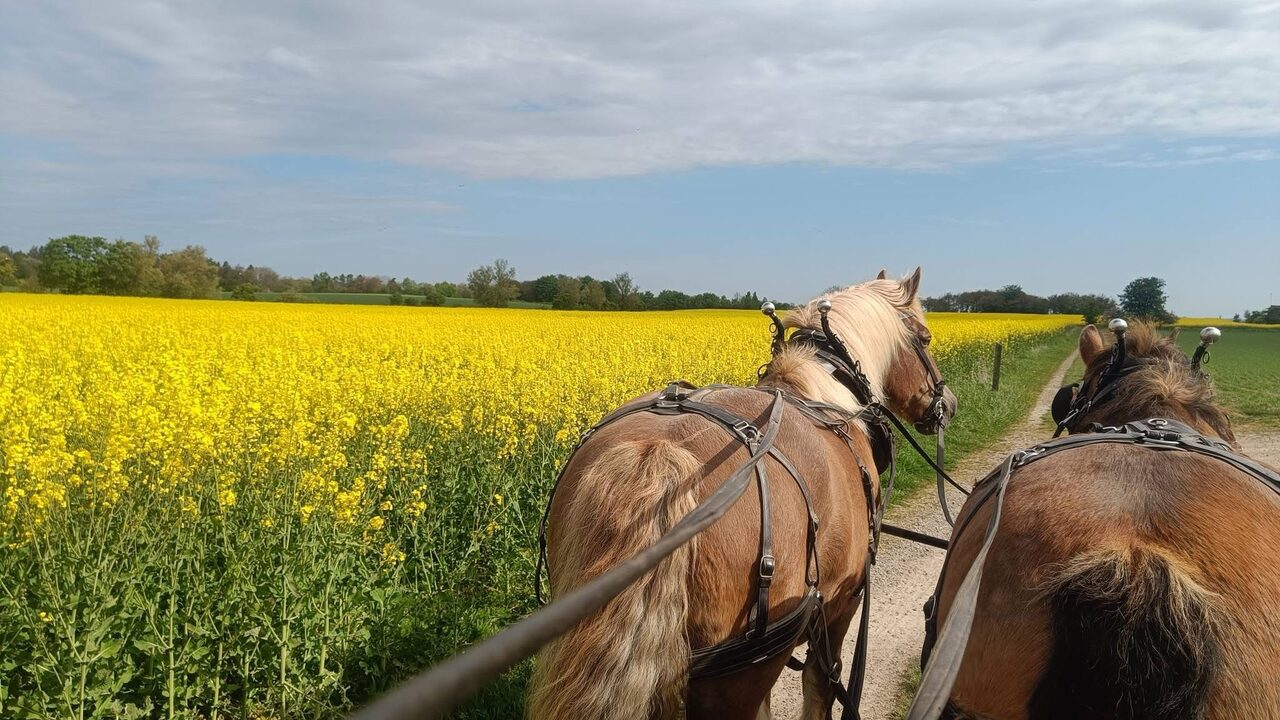 View from the carriage over the horses' backs towards a blooming rapeseed field on Hven